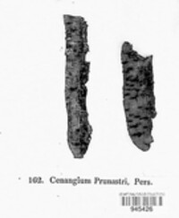 Tympanis prunastri image
